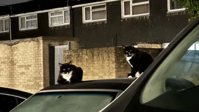 A cold evening scene on a housing estate, two black and white cats are sitting on top of a car staring at me with a look of disgust.