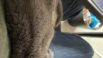 An elderly grey cat, asleep on my lap.