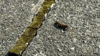 A black and yellow striped caterpillar on some paving slabs.