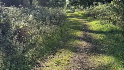 A view of a wooded footpath, with blue skies visible through the trees.
