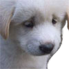 Emoji sad_dog