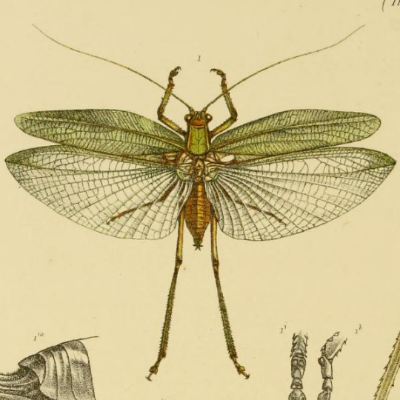 Avatar for Black-Eyed Katydid